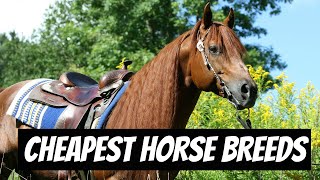 Cheapest Horse Breeds  LowCost Horse Breeds  Affordable Horse Breeds horses [upl. by Herrick]