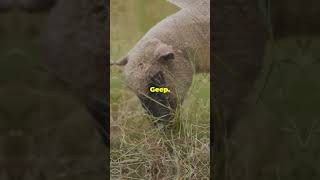 Incredible Crossbreed Animals You Wont Believe wildlife nature animals [upl. by Eddie]