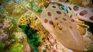 INSANE AGGRESSIVE EPAULETTE SHARK ATTACKS DIVER Diving in Papua New Guinea in 4K60fps [upl. by Horowitz]