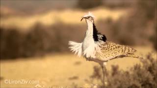 MacQueens Bustard on a mating dance חוברה מדברית [upl. by Chandra]