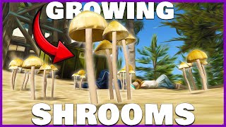 GROWING SHROOMS in GTA 5 RP  Highlife RP [upl. by Dinan]