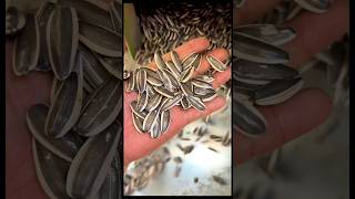 सूर्य फूलों की बीज 😱 sunflower seed making processsunflower seed farming shortsvideo flowers [upl. by Ativak]