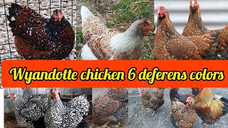 wyandotte chicken breed  wyandotte chicken colors  silver laced wyandotte  golden laced wyandotte [upl. by Elijah]