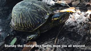 Finding Box turtles in the WILD [upl. by Hultgren827]