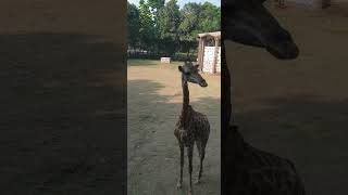 Beautiful Animal minivlog mylahore ashortday cuteanimal [upl. by Salot616]