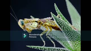 Panther Mantis Tarachodula pantherina [upl. by Freiman744]