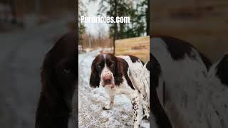 Epagneul Français French Spaniels breederdog frenchspaniel huntingdog uplandhunting hunting [upl. by Nancey]