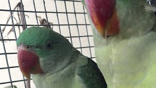 ★SSMM★ is live Mithu 🦜Ki Subah 🌤️Good Morning [upl. by Aryamoy]