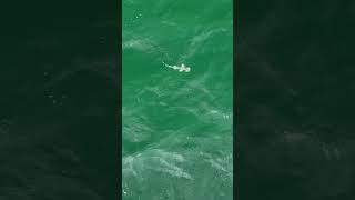 Bonnethead Shark searches for food at the surface just beyond the near shore reef [upl. by Moskow]