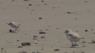 Piping plovers have a record year in Massachusetts [upl. by Ainerbas]