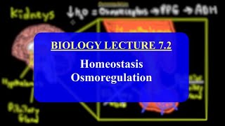 IMAT Biology Lesson 72  Homeostasis  Osmoregulation [upl. by Liatnahs64]