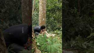 FALCATA TREE HARVEST [upl. by Tshombe]