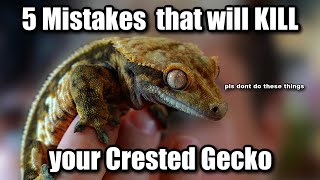 5 Easiest Ways to Kill a Crested Gecko dont make these mistakes [upl. by Statis]