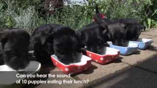 Scottie  Scottish Terrier Puppies [upl. by Naltiac]