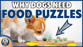 Food Puzzles Key Mistakes To Avoid And Strategies To Help Your Dog Best Deal With Frustration 278 [upl. by Ramed]