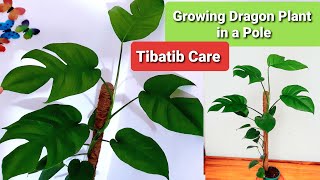 Dragon Tail Plant  Tibatib in a Pole Leaf Split amp Care Tips [upl. by Lawrence]