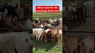 Moved the weanlings feeders outside to give them more room to eat goats goatfarming [upl. by Cimah]