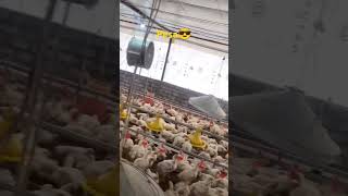 Pesa kamao  like farming chicksgrowthdaybyday birds vlog minivlog shortvideo villagelife [upl. by Ardnajela]