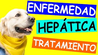 Perro Enfermo del HÍGADO Causas Síntomas y Tratamiento [upl. by Amahs34]