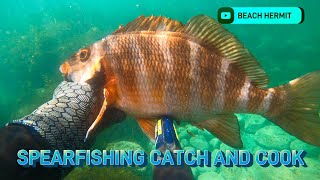 Spearfishing Catch amp Cook Whelk and Morwong in Tasmania Species ID Chillout  BEACH HERMIT EP 32 [upl. by Bernarr]