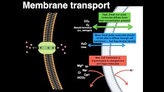 Membrane transport [upl. by Aerdnad]