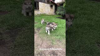 Alaskan malamute httpswame573138096865 alaskamalamute contactos [upl. by Shoshanna]