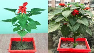 How to Grow Salvia Plant in Pot  Care of Salvia Plants [upl. by Rochus]