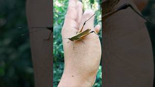 The brown grasshopper grasshopper grasshoper insects naturelovers rurallife [upl. by Ludwig]