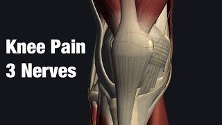 3 nerves that can be causes for knee pain [upl. by Nylde163]