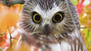 Northern Sawwhet Owl [upl. by Ayal]