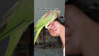 Breeding Setup Chek Karayn cute birds [upl. by Ihcas312]