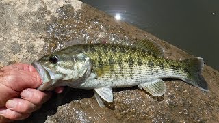 Rare Bass Caught in South Carolina  Fishing for Bartrams Bass [upl. by Anial]