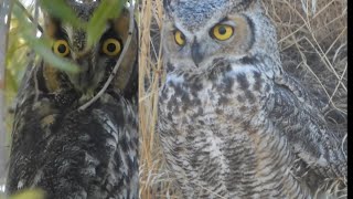 Long Eared and Great Horned Owls [upl. by Aimak]