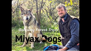 MiyaxDogs ¦ Galloway Forest Park with Wolfdogs [upl. by Sayer]