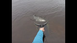 Breezy July Fly Fishing Llyn Brenig  CDC makes a large Rainbow Trout jump like a dolphin VCAC [upl. by Hazlip856]