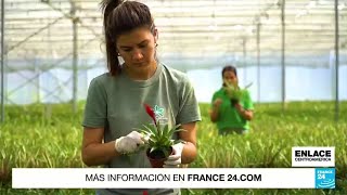 Costa Rica un ejemplo de agricultura en la región [upl. by Sinnej]