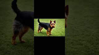 AUSTRALIAN TERRIER dogbreed Australian Terriers in Action Agility and Dog Sportsquot [upl. by Aehsel]