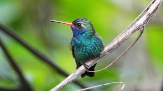 Birds of Mexico Hummingbirds [upl. by Eiznikam909]