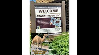 Explore the Ararat Ridge Zoo  At the Williamstown KY [upl. by Anizor264]