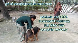 Paralysis in dog and successful treatment  paralysis video with full recovery DrAlokVetClub [upl. by Anita]