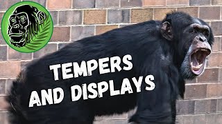 Chimpanzees Fighting At Chester Zoo [upl. by Babita]