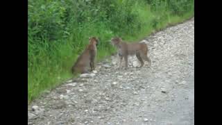 The battle between two bobcats The bobcat screamed [upl. by Ynttirb579]