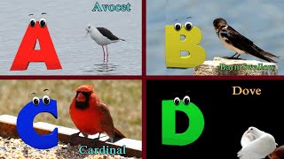 Birds phonics song for toddlers Phonics Song for kids Learn Alphabets with colorful birds [upl. by Entroc79]