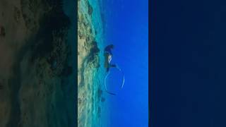 Freediver and a bait ball🐠 freediver freediving oceansounds mermaid asmrsounds underwater [upl. by Ewell]