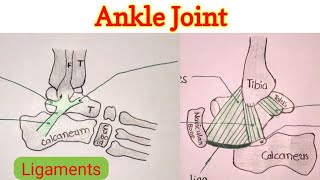 Ankle Joint 24  Deltoid Ligament [upl. by Anan]