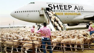 How to export millions of sheep pig cows  Modern Transport Technology by aircraft and big ship [upl. by Airliah]