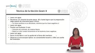 Tinción de Gram   UPV [upl. by Klenk]