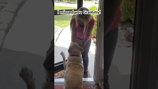 Lily greets Grammy and goes crazy dog greetings dog love yellow lab misses grandma dog dogs pets [upl. by Anialem]