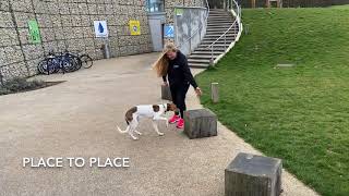 Adorable Lurcher  Nova  Dog Training in London [upl. by Nowell]