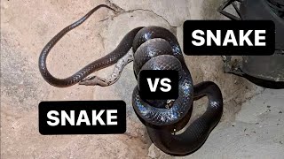 Insane Footage Boa Constrictor vs Mussurana in the Peruvian Amazon [upl. by Ettegdirb]